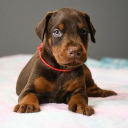 Sinner - Red and rust female Doberman Pinscher puppy in Overton, Texas from Obsidian Kennel