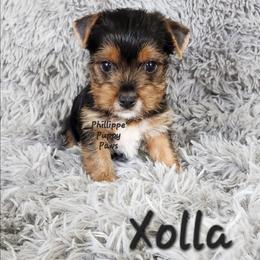 Xolla - Black and tan female Yorkshire Terrier puppy in Adair, Oklahoma from Phillippe's Puppy Paws