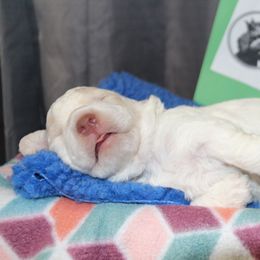 Lagotto Romagnolo Puppies from Royal and Loyal Lagotto Romagnolo