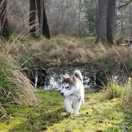 Alaskan Malamutes from Corvus Canines