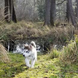 Alaskan Malamutes from Corvus Canines