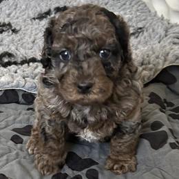 Dream - Goldendoodle