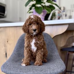 Poppy - Red  female Goldendoodle puppy in St George, Utah from Doodle Bears of Southern Utah