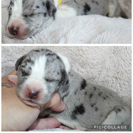 Darcy - Mantle merle female Great Dane puppy in Spokane, Washington from Phoenix Family Danes