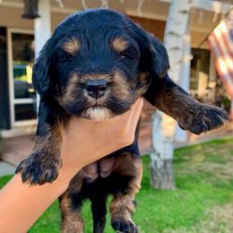 Moana - Phantom female Bernedoodle puppy in Yuba City, California from Ranch House Doodles
