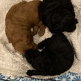 Cockapoo Puppies from Coco's Cocopuffs