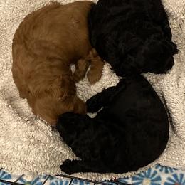 Cockapoo Puppies from Coco's Cocopuffs