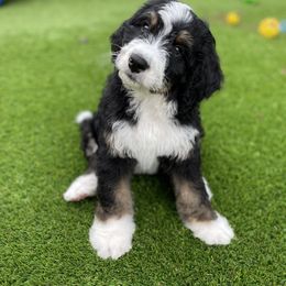 Bernedoodle and Goldendoodle Puppies from Apricot Roots Doodles