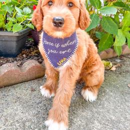 Ham Porter - Apricot male Goldendoodle puppy in Marietta, Georgia from Reece + Co Doodles & Poodles