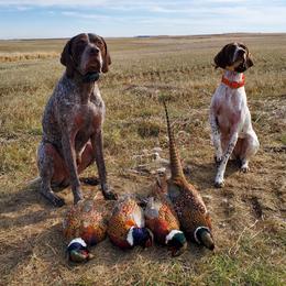 German Shorthaired Pointers from Valor Hill Kennels