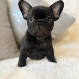 Fendi - Brindle female French Bulldog puppy in Renton, Washington from Laurel Canyon Kennels