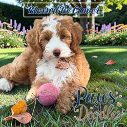 RVA Guardian Hm Only - Red female Bernedoodle puppy in Henrico, Virginia from Paws 4 Doodles, LLC