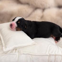 Bernese Mountain Dogs from Maples Arizona Bernese Mountain Dogd