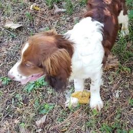 Odin - English Springer Spaniel