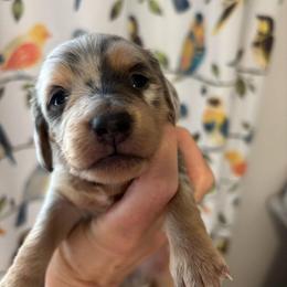 Paul - Blue and tan male Dachshund puppy in Meridian, Idaho from Schön Duchshund