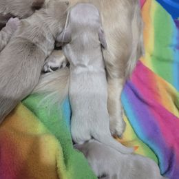 Orange - Cream male Dachshund puppy in Fulton, Missouri from New Hope Dachshund Puppies