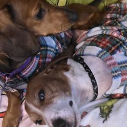 Dachshunds from Southeast mo Miniature dachshunds