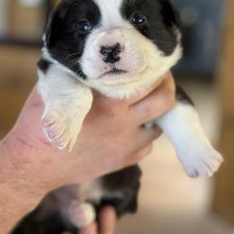 Jake - Black and white male Cardigan Welsh Corgi puppy in Washington, Arkansas from Foxy Knoll Farm