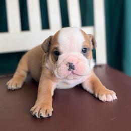 Lilac Tri Male - Lilac tri-color male Bulldog puppy in Hartshorne, Oklahoma from Jena Edmond