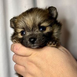 Ariel - Orange sable female Pomeranian puppy in Springfield, Missouri from Hope Mountain Pomeranians