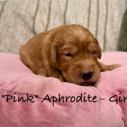 Aphrodite - Dark golden female Golden Retriever puppy in Weston, Missouri from Love is Golden