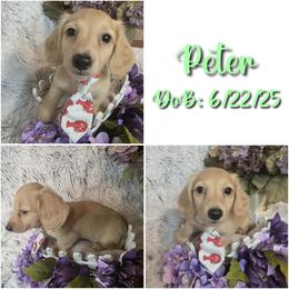 Peter - Cream male Dachshund puppy in Townsend, Georgia from Salt Creek Dachshunds