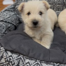 Wheaten Boy A (Black Collar) - Wheaten male Scottish Terrier puppy in Wellston, Ohio from White Apple Kennel