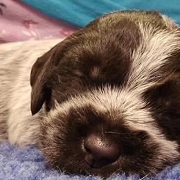 Wirehaired Pointing Griffon Puppies from Eyrie Kennels