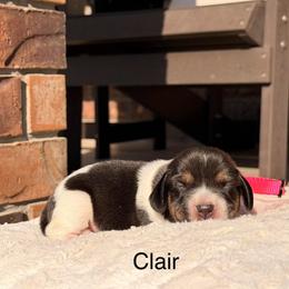 Clair - Black tan and white female Beagle puppy in Mansfield, Missouri from Rippee Creek Kennel