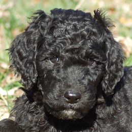 Girl Green 6 - Black female Goldendoodle puppy in Colchester, Connecticut from Top of the Hill Doodles