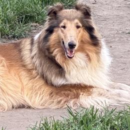 Xariela - Collie