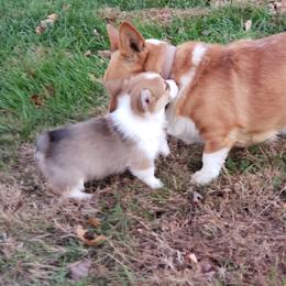 American Corgis and Pembroke Welsh Corgis from Barks Farms Corgis
