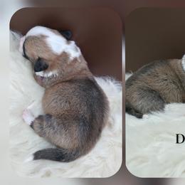 Diego - Sable male Pembroke Welsh Corgi puppy in Charleroi, Pennsylvania from Twilight Hollow Corgis