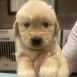 Teal Girl - Golden female Golden Retriever puppy in Sarasota, Florida from Chevaline Goldens
