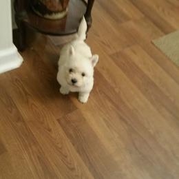West Highland White Terrier Puppies from AKC  Westie World