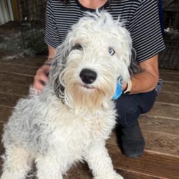 Ava - Goldendoodle