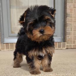 Bentley - Blue and gold male Yorkshire Terrier puppy in Monticello, Iowa from Ashley’s Puppies