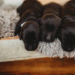 Labrador Retriever Puppies from G Bar Hunting Retriever Kennels