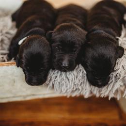 Labrador Retriever Puppies from G Bar Hunting Retriever Kennels
