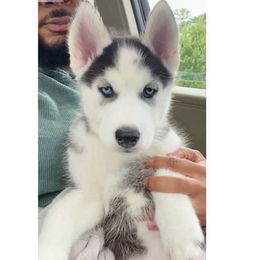 Male 2 - Black and white Siberian Husky puppy in Atlanta, Georgia from Nova’s Puppy Haven