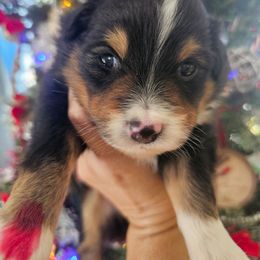 The Grinch - Black tri male Miniature Australian Shepherd puppy in Dunnellon, Florida from Ever After Mini Aussies