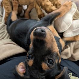 American Hunt Terrier and German Shepherd All Grown Up from Bayou Valley Shepherds and American Hunt Terriers