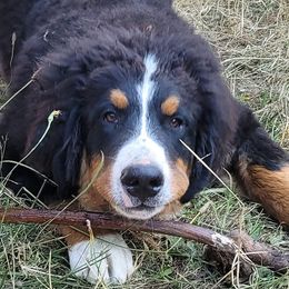 Bernese Mountain Dogs from MSM Bernese Mountain Dogs