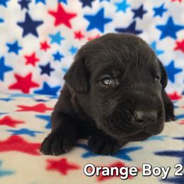 Orange Boy - Black male Labrador Retriever puppy in Potosi, Wisconsin from Point and Flush Gun Dogs