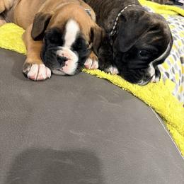 Boxer Puppies from Shalyce Pifer