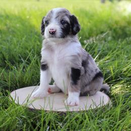 John Paul - Blue merle male Aussiedoodle puppy in Decatur, Illinois from Signature Doodles
