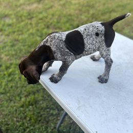 Belle - Liver roan female German Shorthaired Pointer puppy in Center Hill, Florida from Tiffany Proctor