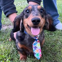 Dachshund puppies from Chelisa's Dachshunds