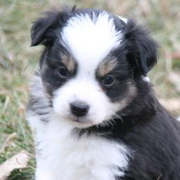 Sq23 - Black tri male Miniature Australian Shepherd puppy in Fairview, South Dakota from Dakota Toy Aussies