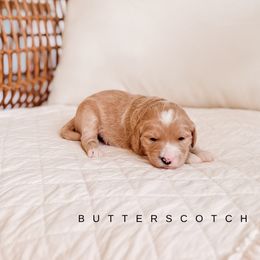 Butterscotch - Apricot female Goldendoodle puppy in Cold Spring, Minnesota from A.N.A. Doodles